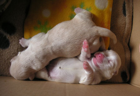 Dos bebes 4