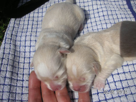 Dos bebes 5