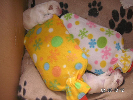 Dos bebes 6