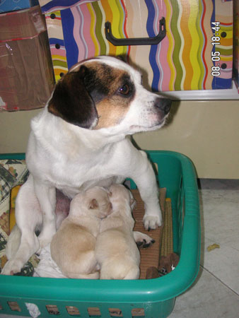 Dos bebes y mama adoptiva