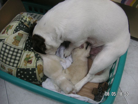 Dos bebes y mama adoptiva 2