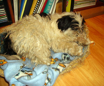 Tita descansando placidamente