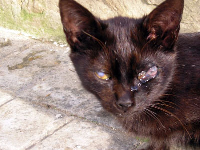 Gato con infecci&oacute;n