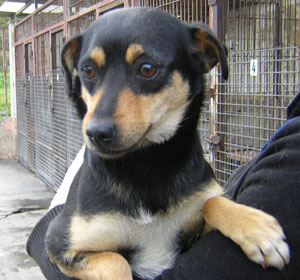 Perrita de Celu&aacute;n