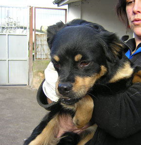 Perrita de Celu&aacute;n 2