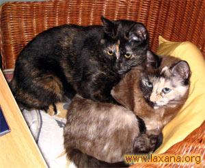 Sybill y Galadriel juntas