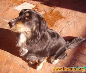 Jazz posando