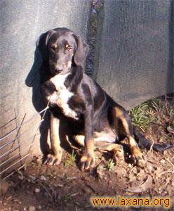 Diana al sol