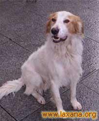 Pip posando