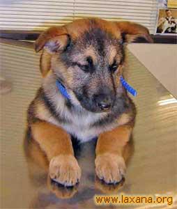 Shiva el d�a de su adopci�n