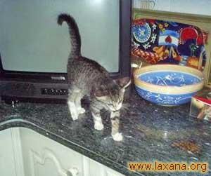 Omega paseando por la cocina