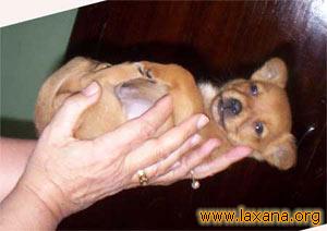 Mini perrito en la palma de la mano