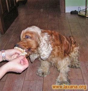 Freddy comiendo... bien
