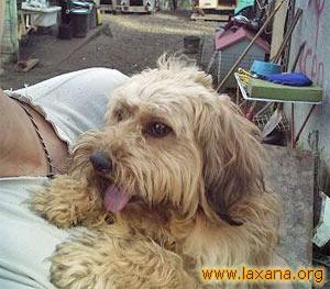 Lucky en brazos