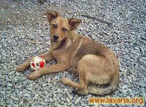 Red con una pelota