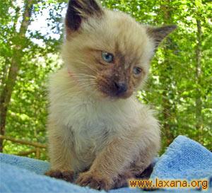 Lemur chiquit�n