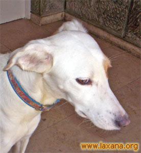 Carita de Lola